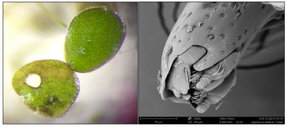Damaged duckweed leaf and chewing mouthparts of adult weeviljpg